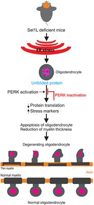 Oligodendrocyte-Specific Mechanisms of Myelin Thinning: Implications for Neurodegenerative Diseases